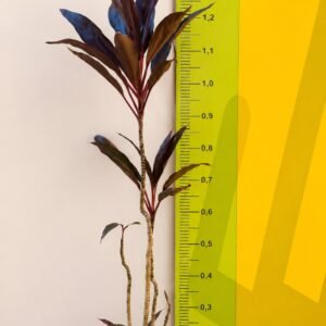 DRACENA CHOCOLATE