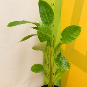 MINI MARANTA CHARUTO