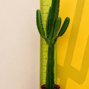 CACTO MANDACARU 1M
