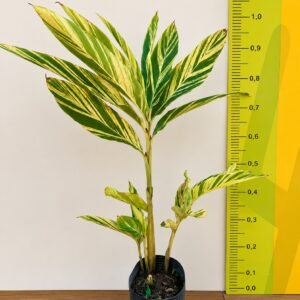 ALPINIA ZERUMBET