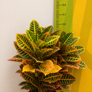 CROTON PETRA P23