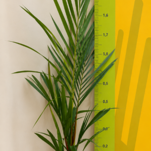 PALMEIRA LACA 1,5M