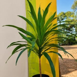 DRACENA ARBOREA