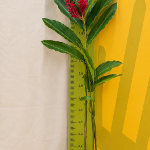 ALPINIA PURPURATA