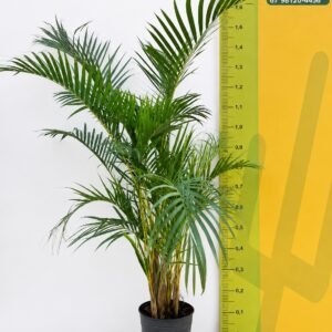 ARECA BAMBU 1.6M