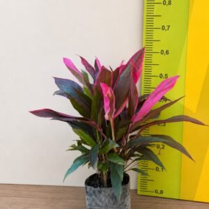 DRACENA CORDYLINE PINK P