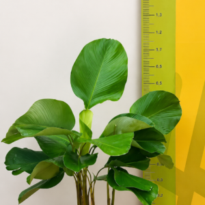 MARANTA CHARUTO M