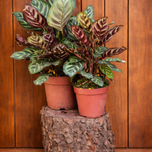 MARANTA MACOYANA