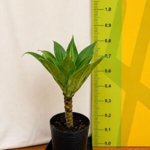 AGAVE ATTENUATA