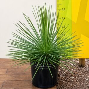 AGAVE PALITO