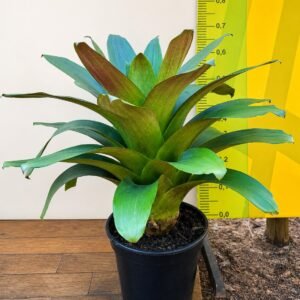 BROMELIA IMPERIAL VERDE