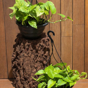 JIBOIA VERDE