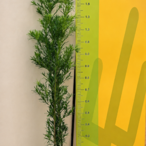 PODOCARPUS 1.50 /1,70M
