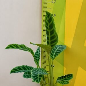 MARANTA ZEBRINA