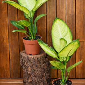DIEFFENBACHIA MARIANA