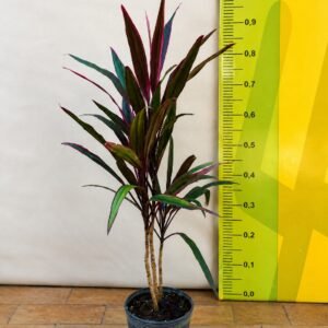 DRACENA DE PENA DE ÍNDIO