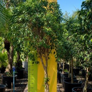 FICUS BOLA VASO PRETO